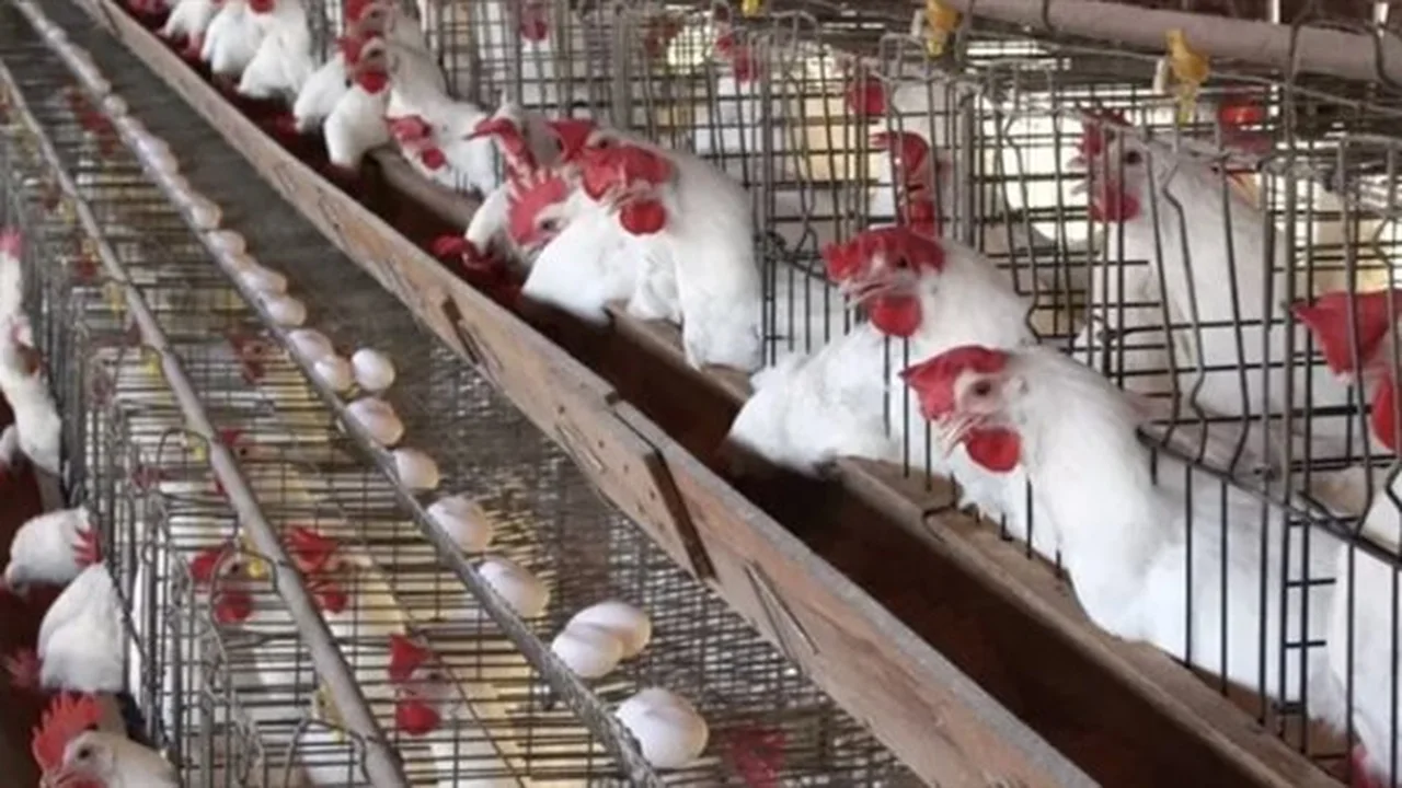 أسعار الدواجن والبيض ترتفع مجددًا في الأسواق الأربعاء 17 ديسمبر 2025 وتأثيرها على تكلفة المعيشة